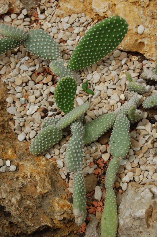 Cactus microdasys