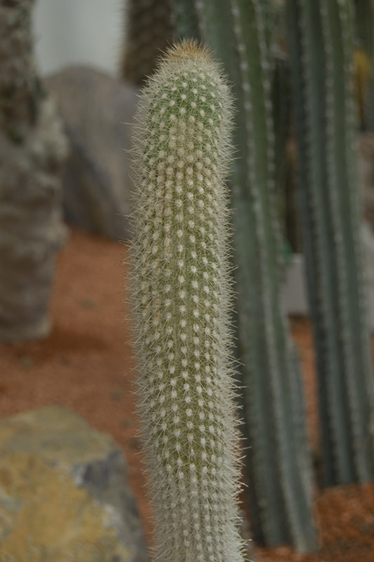 Haageocereus bicolor