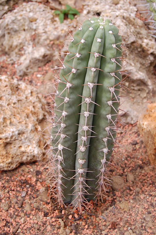 Helianthocereus pasacana