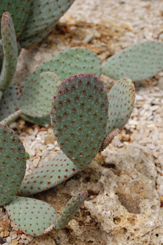 Opuntia basilaris
