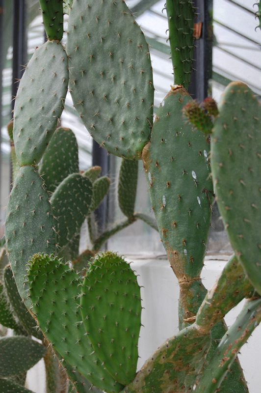Opuntia leucotricha