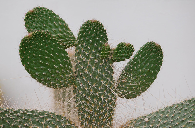 Opuntia monoliformis