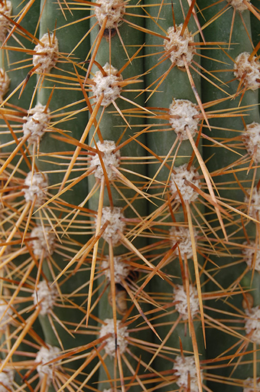 Oreocereus celsianus