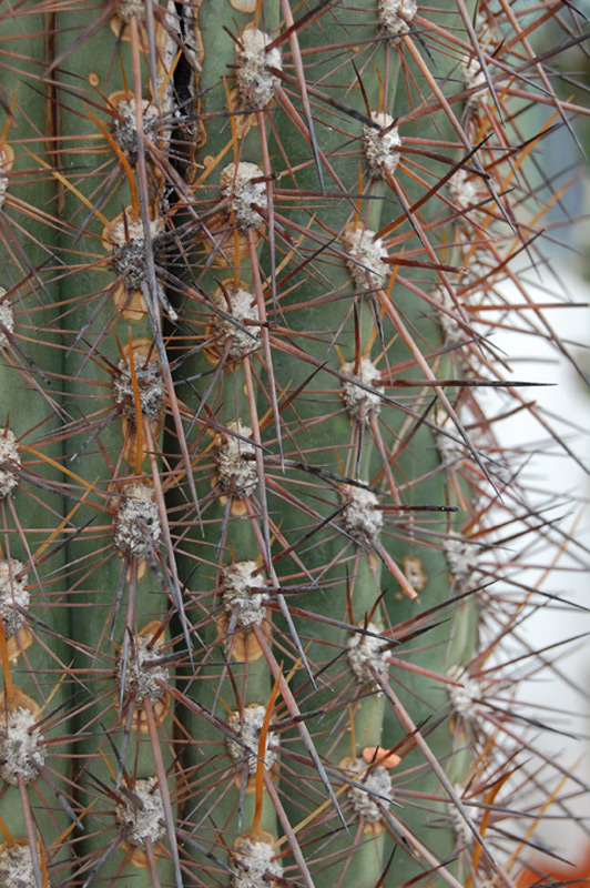 Oreocereus leucotrichus