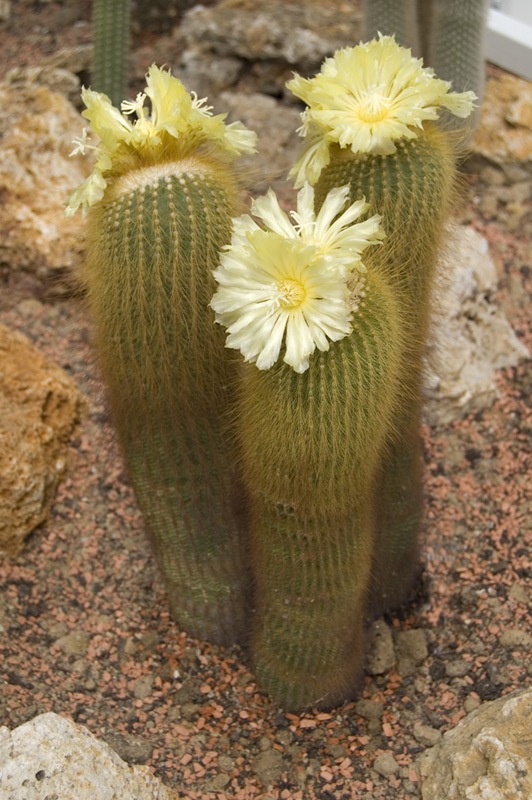 Parodia leninghausii
