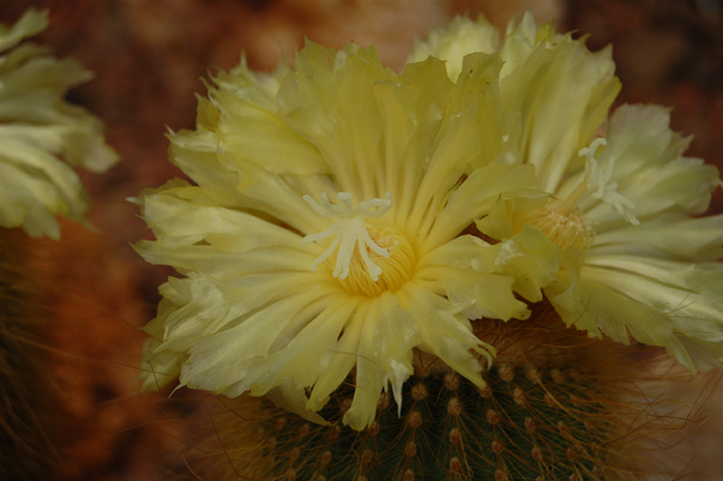 Parodia leninghausii