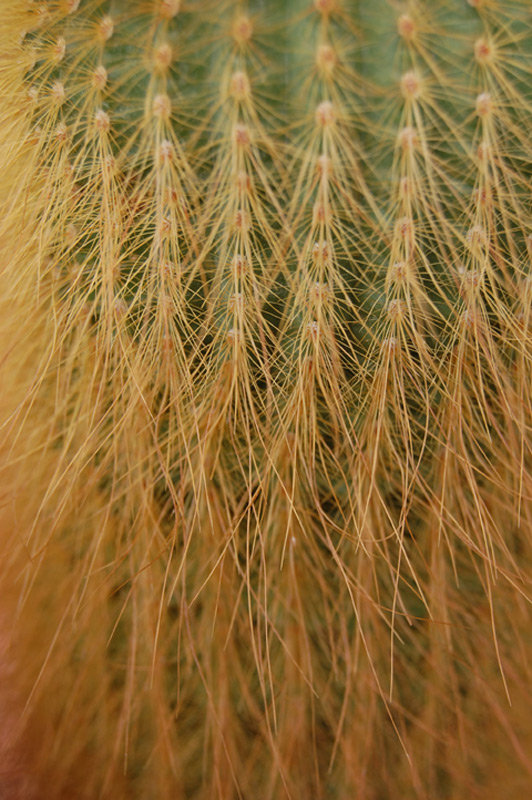 Parodia leninghausii