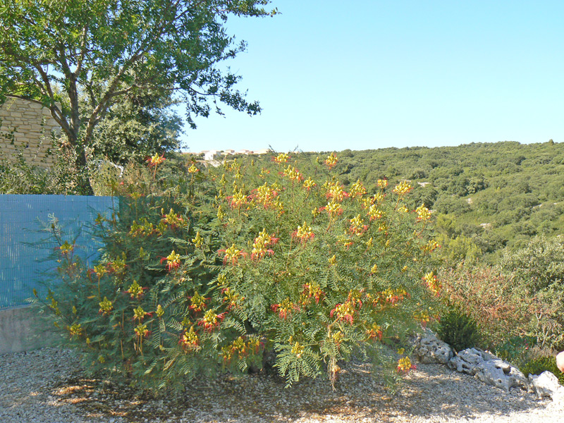 Poinciana nain jaune