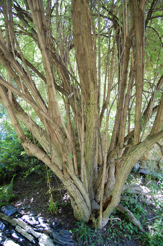 Abélie de l'Himalaya