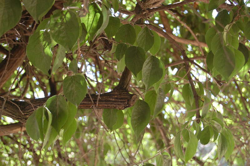 Chèvrefeuille de Maack