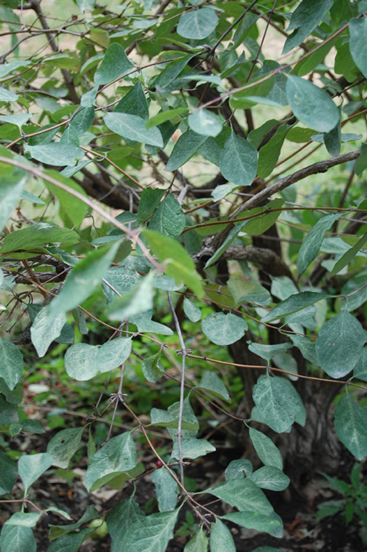 Chèvrefeuille des haies