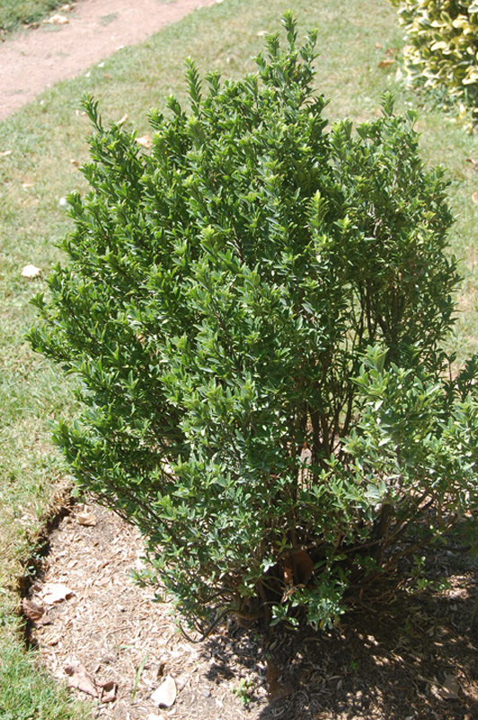 Fusain de Przewalski