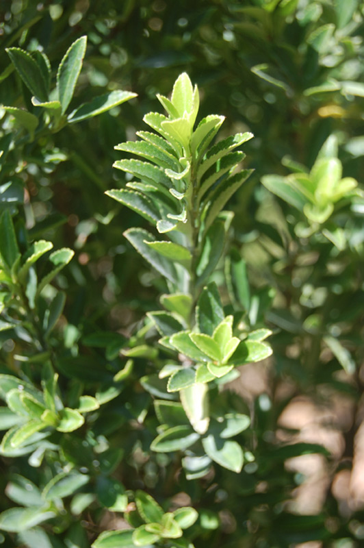 Fusain de Przewalski