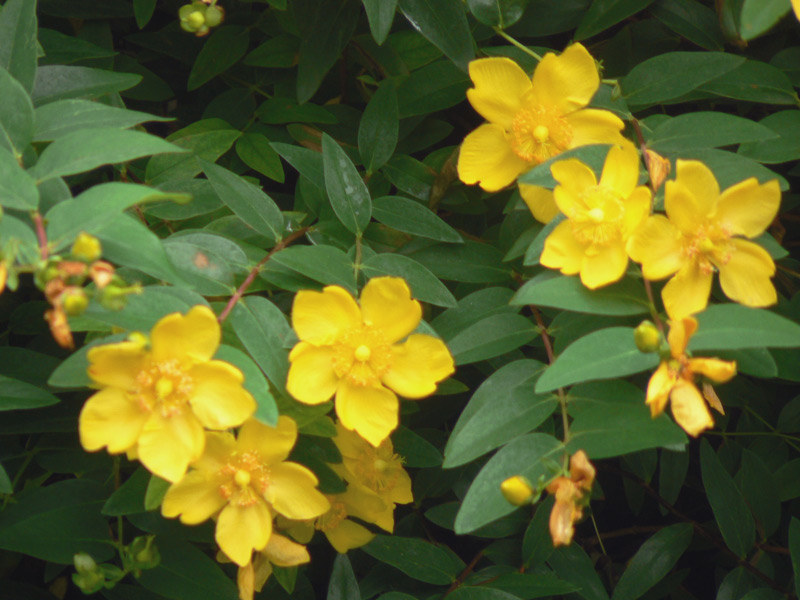 Millepertuis perforé