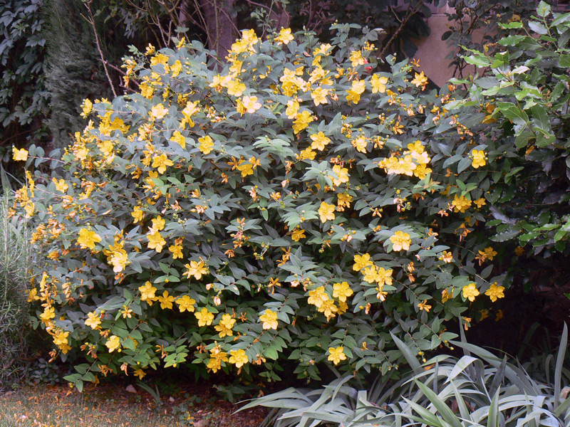 Millepertuis perforé