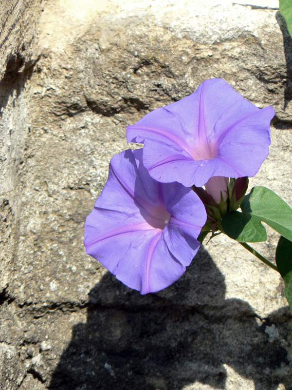 Ipomée à grande fleur