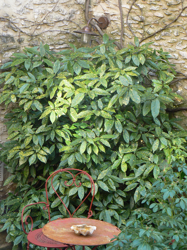 Aucuba du Japon panaché