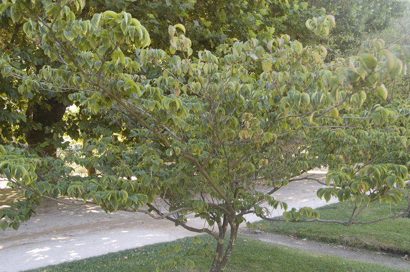 Cornouiller à fleurs de Chine