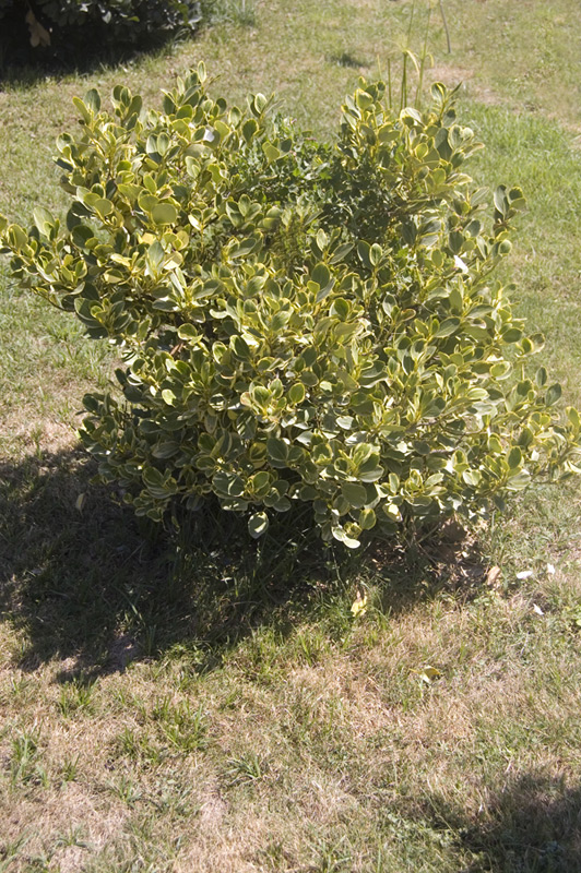 Grisélinie panachée