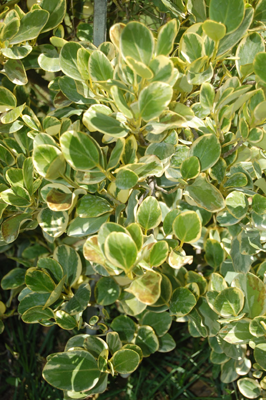 Grisélinie panachée