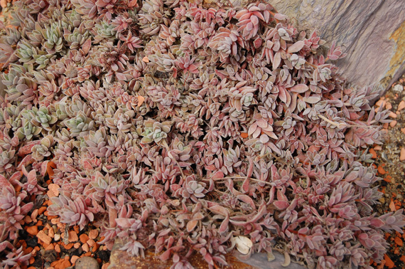 Crassula lanuginosa var. pachystemon