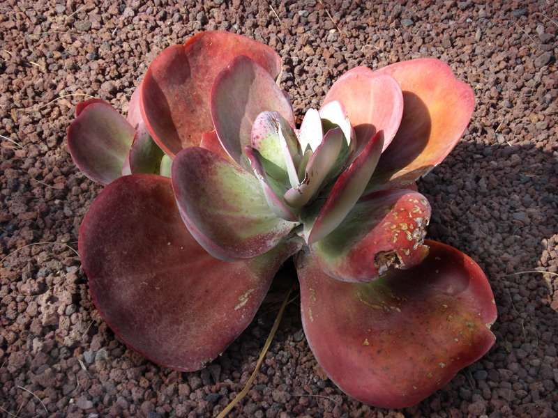Kalanchoe luciae