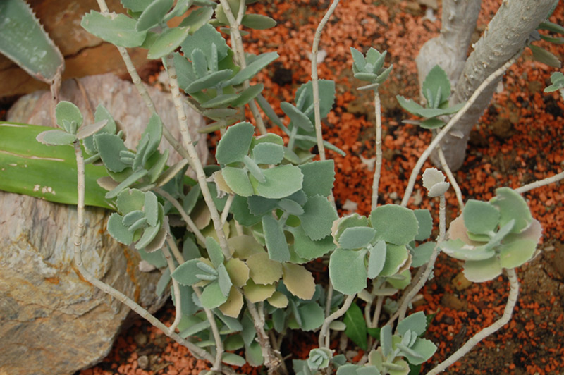 Kalanchoe millotii