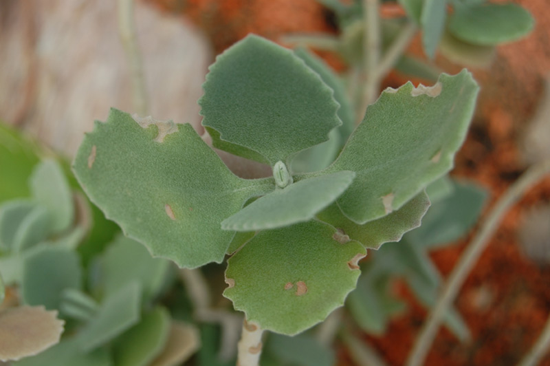 Kalanchoe millotii