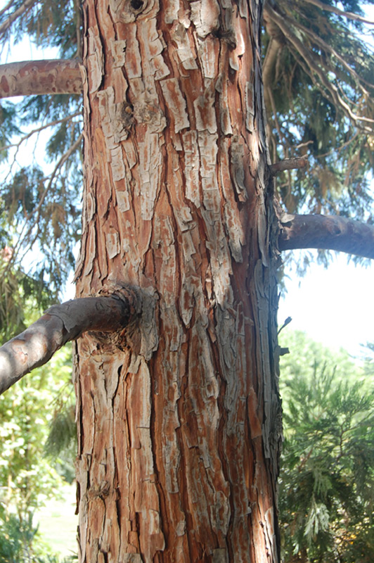 Calocèdre, Cèdre à encens