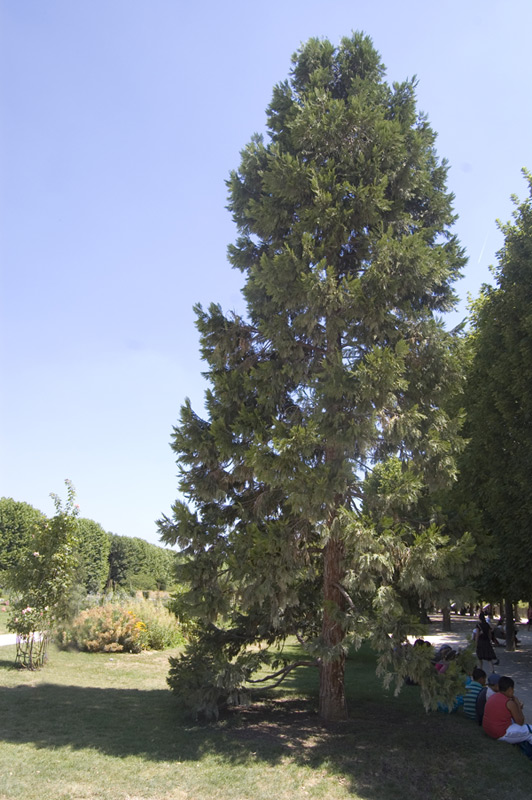 Calocèdre, Cèdre à encens