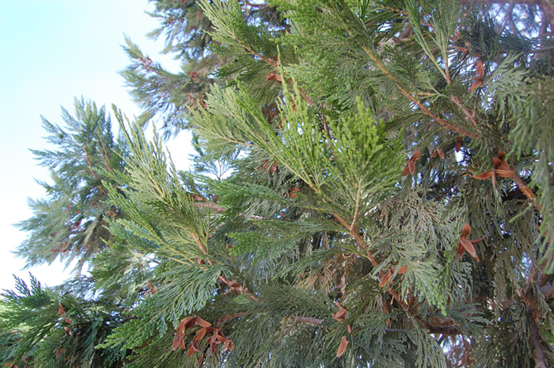 Calocèdre, Cèdre à encens