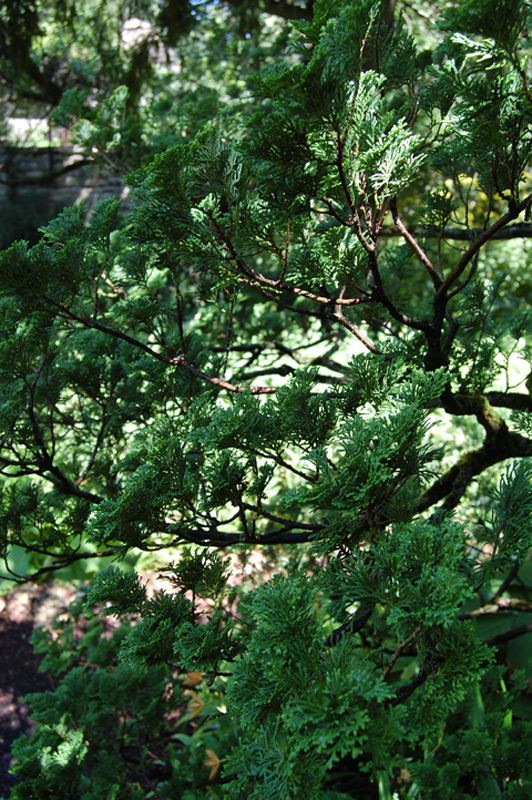 Cyprès du Japon 'Compacta'