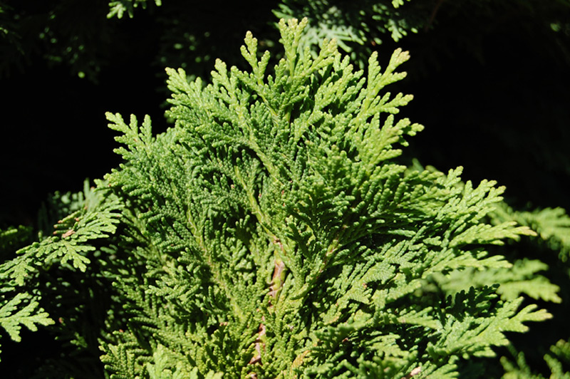 Faux cyprès de Lawson nain 'Nana'