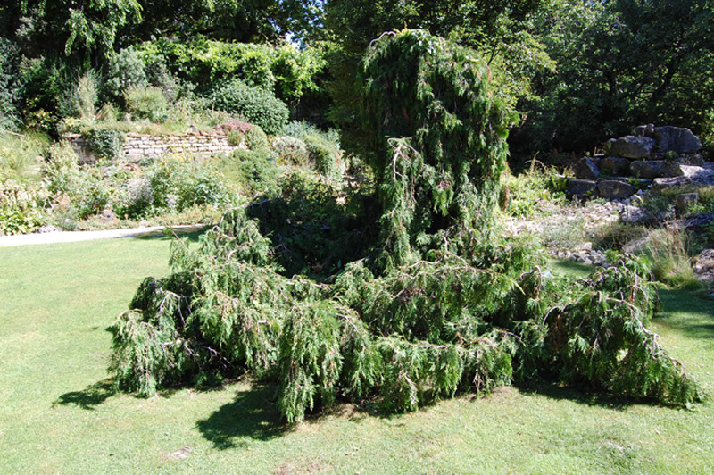 Thuya d'Occident 'Pendula'