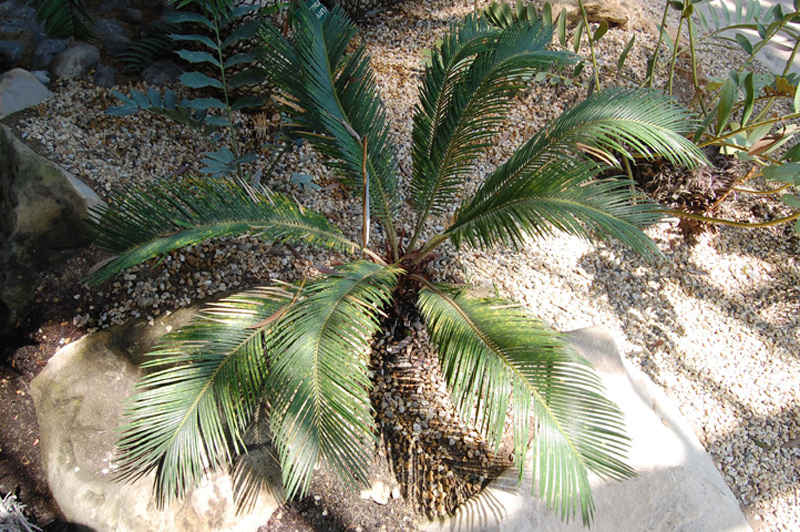 Cycas du Japon