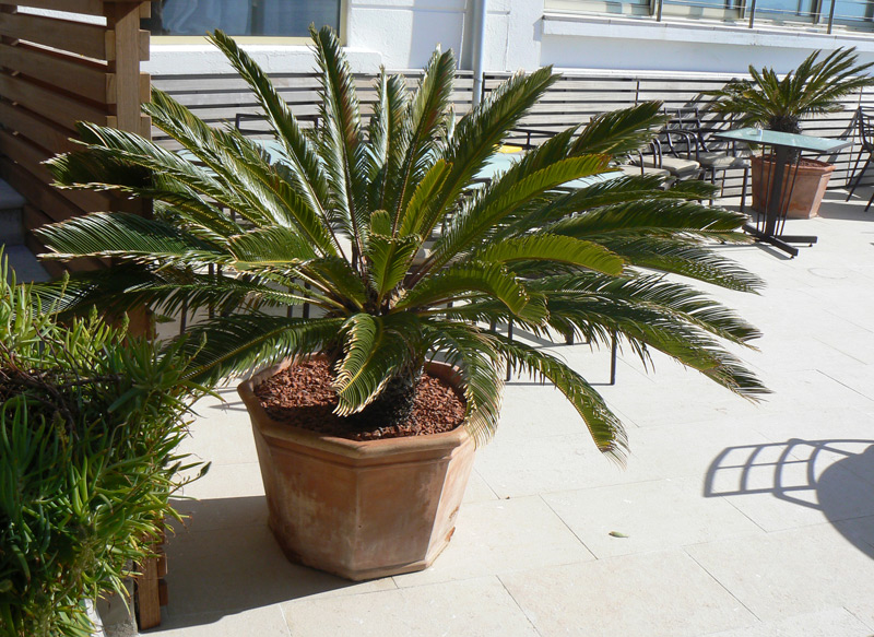 Cycas du Japon