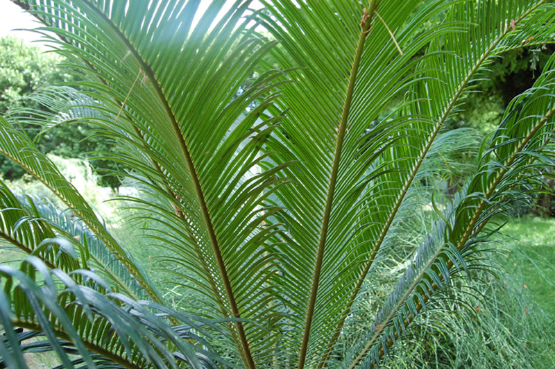 Cycas du Japon