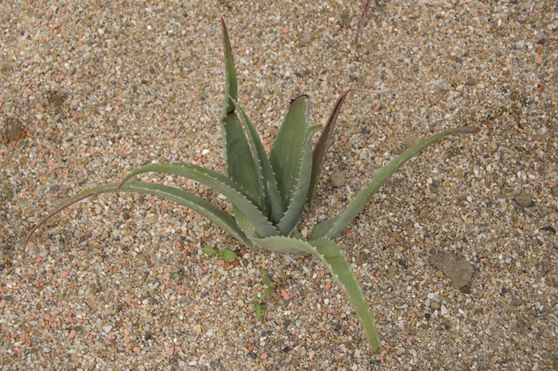 Aloe vera