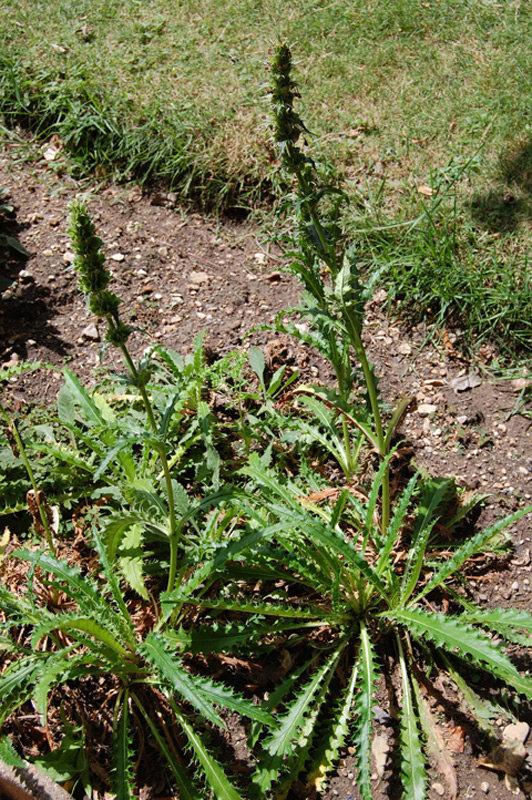 Morina longifolia
