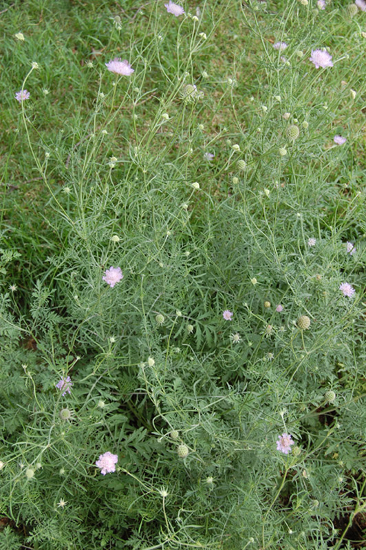 Scabieuse colombaire