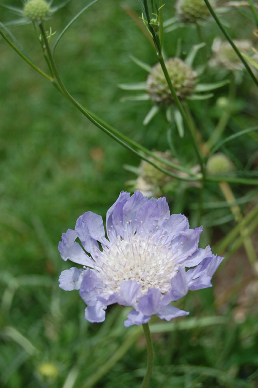 Scabieuse du Caucase