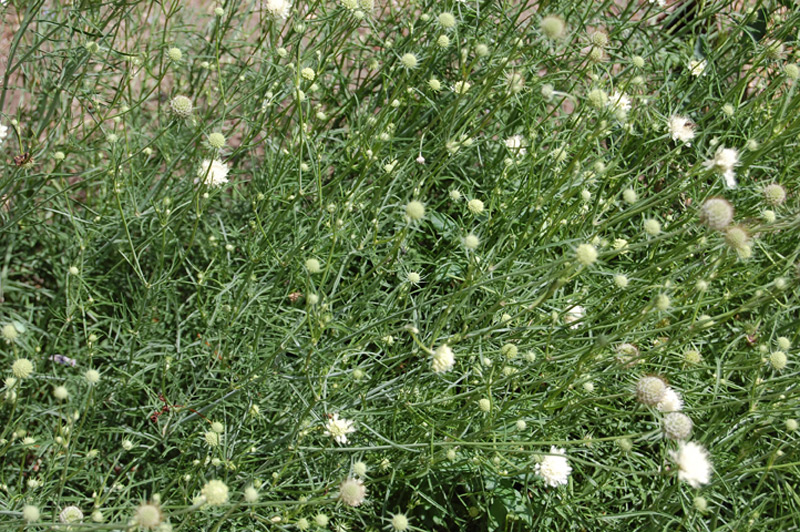 Scabieuse jaune pâle