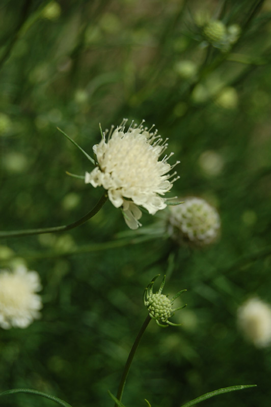 Scabieuse jaune pâle