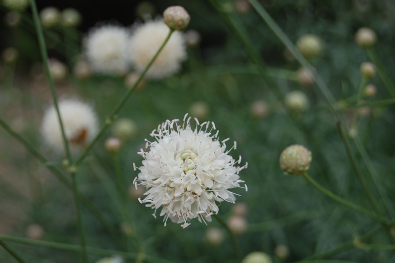 Scabieuse à fleurs blanches