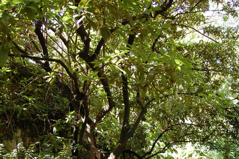 Rhododendron charianthum