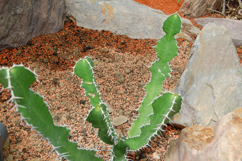 Euphorbe cactus