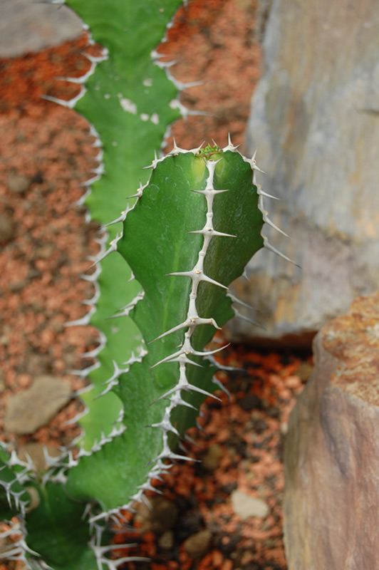 Euphorbe cactus
