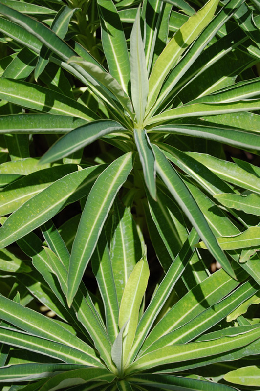 Euphorbe mellifère