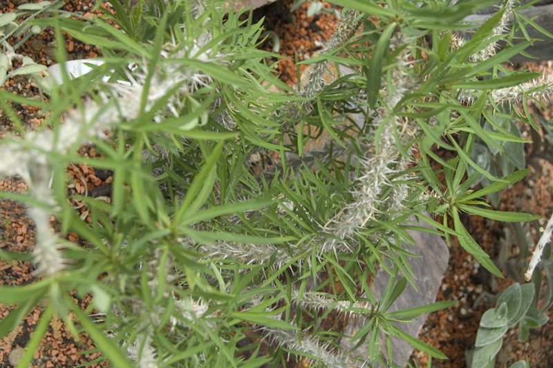 Euphorbia genoudiana