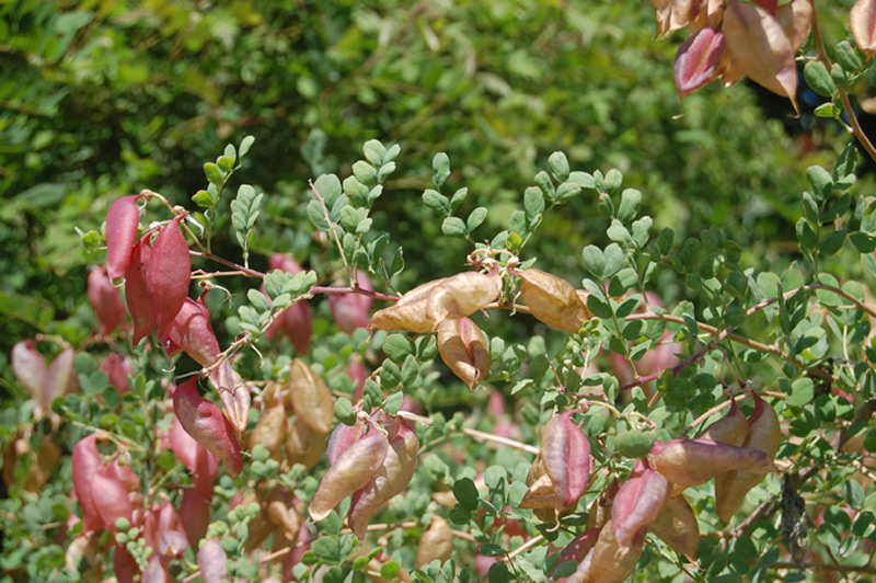 Baguenaudier orange 'Copper Beauty'